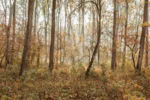 Gemenci-erdő őszi kirándulás az Impulzív Magazin oldalán