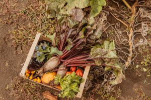 MyFarm Harta farm bio zöldség gyümölcs tudatos táplálkozás