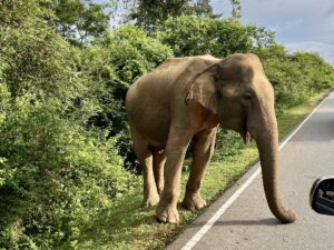 sri lanka utazás világjárás Impulzív Magazin
